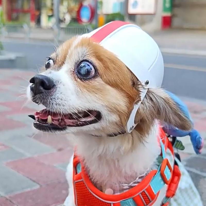 Small Pet Helmet with Ear Hole Motorcycle Dog Helmet Multi-sport Dog Outdoor Bike Puppy for Dogs and Dropshipping