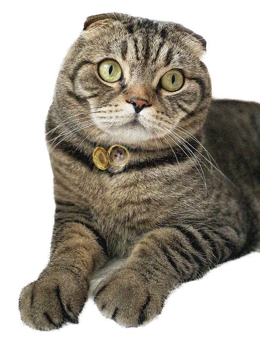 

ALLJEWELRIZE VinTAGE MEMORY PAVE LOCKET keyring_GOLD L 45cm