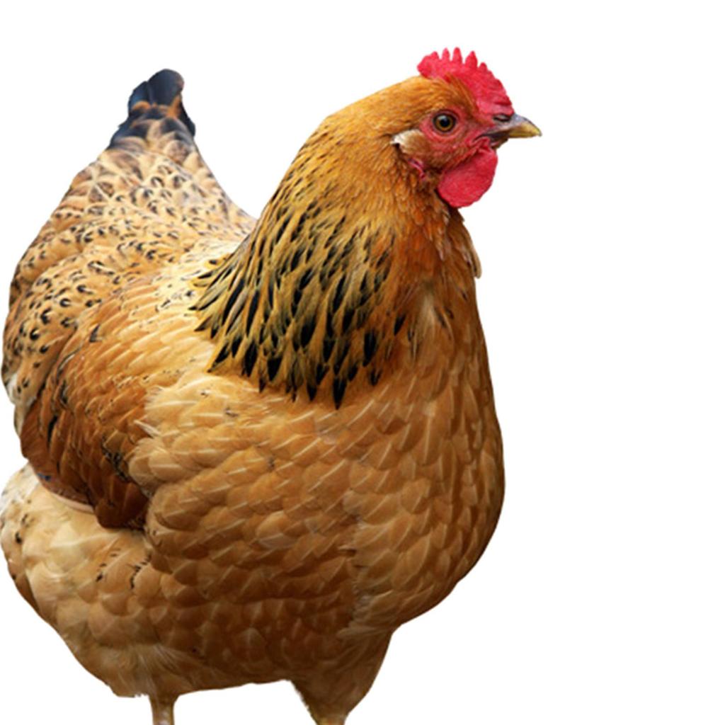 2x Statua Kury Wbijana do Ogrodu Znak Podwórkowy Realistyczne Figurki Kur Wbijane w Ziemię na Taras Trawnik Podłogę Ścieżkę Gospodarstwo