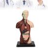 Human Body Model Detachable Simulation Unisex Human Torso Model for Teaching Study Students