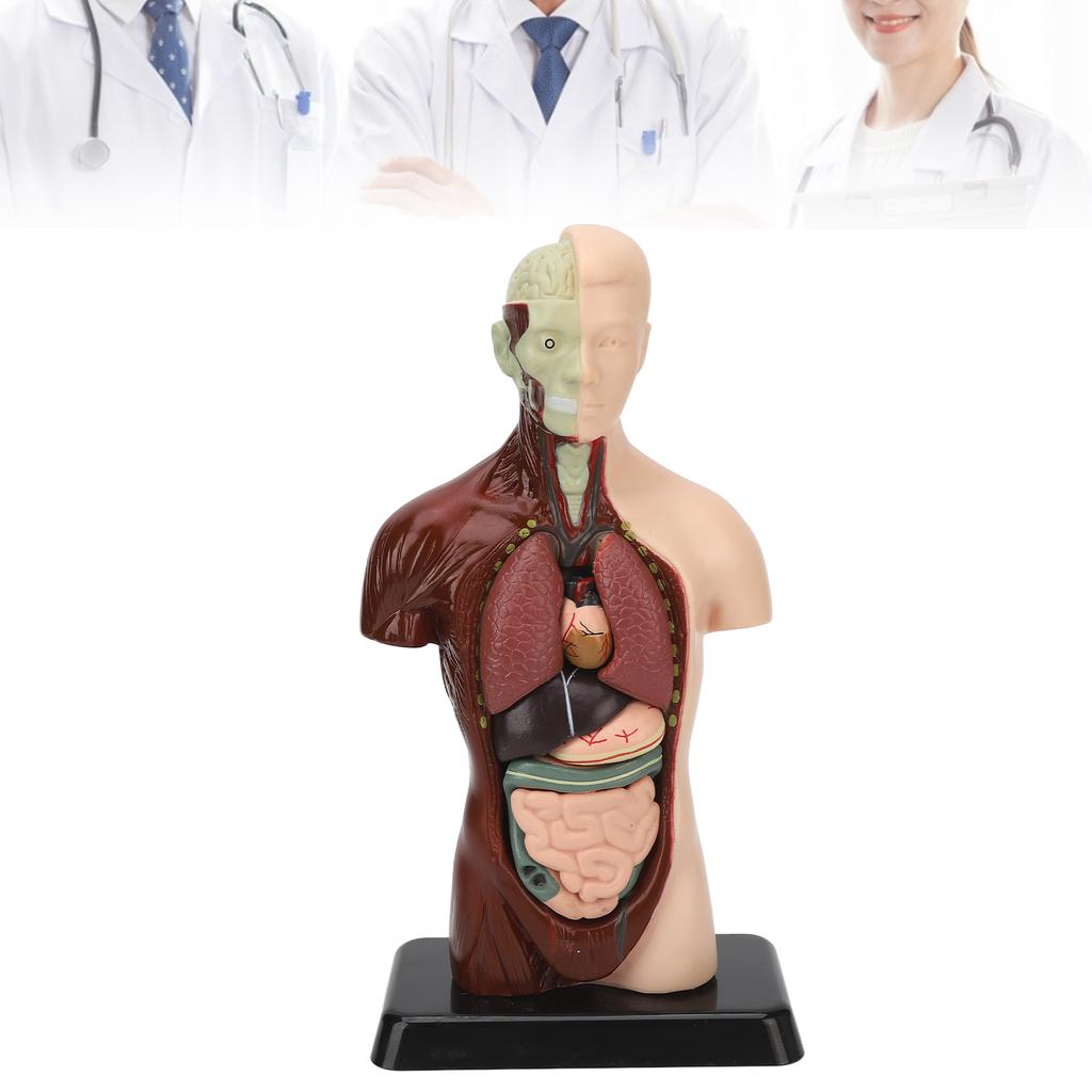 Human Body Model Detachable Simulation Unisex Human Torso Model for Teaching Study Students