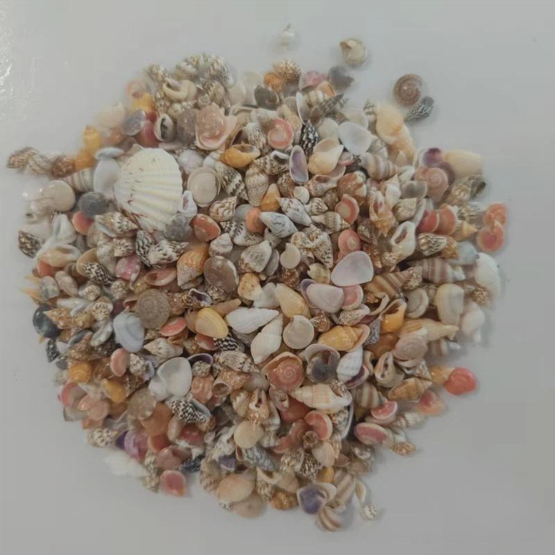 Mixed Spiral Sea Shell Beads 200/400/1000Pcs Natural Assorted Craft Beads for DIY Jewelry Making Fish Tank Decor