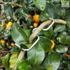 100Pcs Fruit Tree Branch Puller Tying Machine For Plum Trees Open Angle Tool Plant Shaping Tool with M Shape 4inch