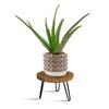 Wooden Plant Stool for Both Indoor,Outdoor Use,Featuring a Mid Century Design Suitable for Modern Plants.This Low,Short Planter Stand Combines Boho