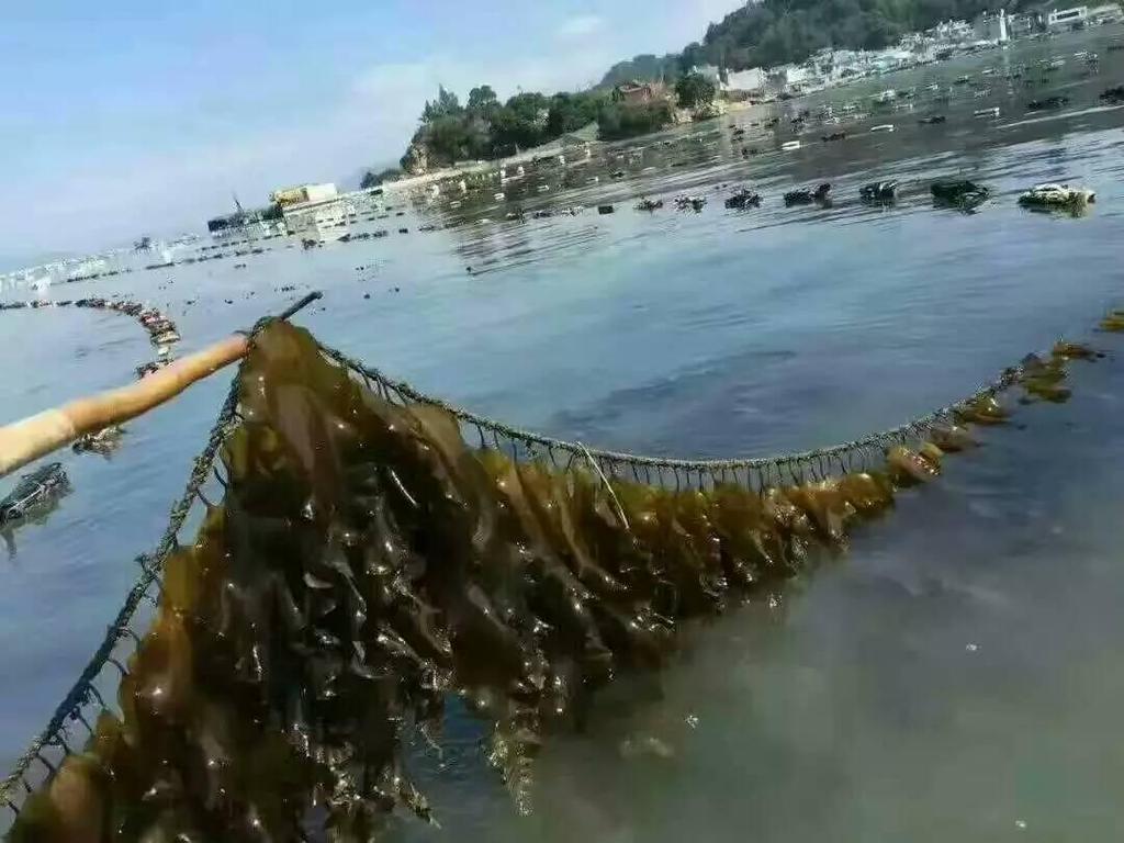 Fujian Xiapu Handcrafted Sun-Dried Kelp, 1 lb - Sand-Free, High-Quality, Free Shipping