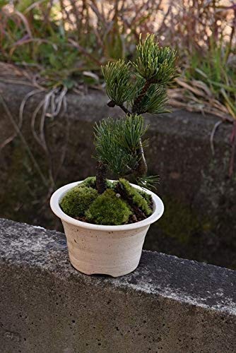 

Японская белая сосна бонсай, 1 горшок, посажена в горшок Сигараки, подарок, комнатное растение, бонсай