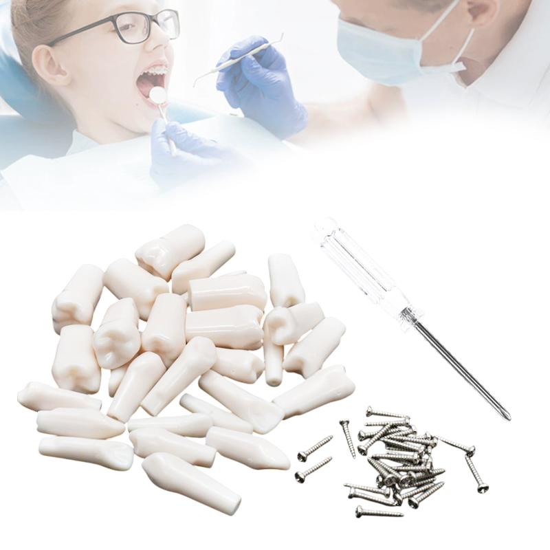 28/32pcs Dental Teeth Model For Dental Technician Practice Replacement Teeth For Nissin Models / Dental Simulator Head Model