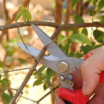 Forbici da potatura Affilate e resistenti all'usura per bonsai, forbici da giardinaggio, forniture per la casa