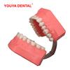 Dentist Dental Model Teeth Brushing Model With Big Toothbrush Tooth Brushing Teaching Models Medical Oral Care Dental Products