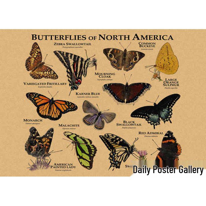 Retro Schmetterlings-Illustrationsposter: Handbemalte Tier-Wandkunst im Vintage-Stil, europäisch & amerikanisch