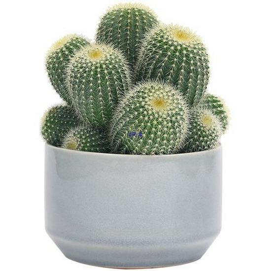 Cactus & Bonsai Organic Root & Flower Fertilizer - Slow-Release Nutrient Soil Enhancer