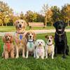 20 Stück Leichte Hundemarke zum Gravieren, Katzen-Namensschild, Haustier-Identifikationsmarke