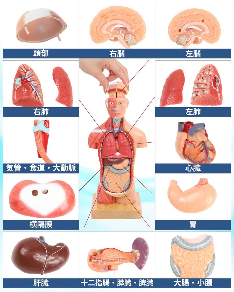 KIYOMARU 27cm Anatomical Human Body Model: Soft Texture, 15 Parts, Supervised by a Physical Therapist, Includes Auxiliary Magnets and Japanese Instruc