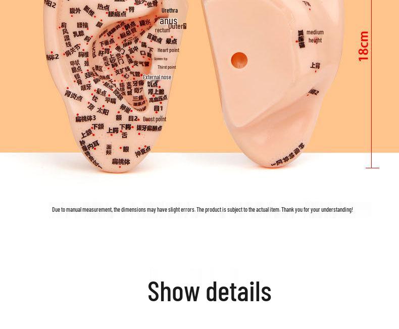 18cm Ear Acupuncture Meridian Model