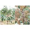 20/50/100Pcs Fruit Tree Branch Puller Tying Machine Farm Tool Plum Tree Open Angle Pull Branch Bending Tool Fruit Branch