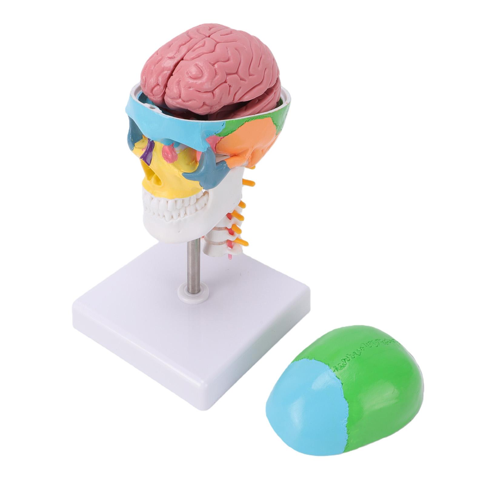 1Celsius2 Colored Skull Model with Brain and Cervical Spine Human Skull Teaching Model for Educational Display