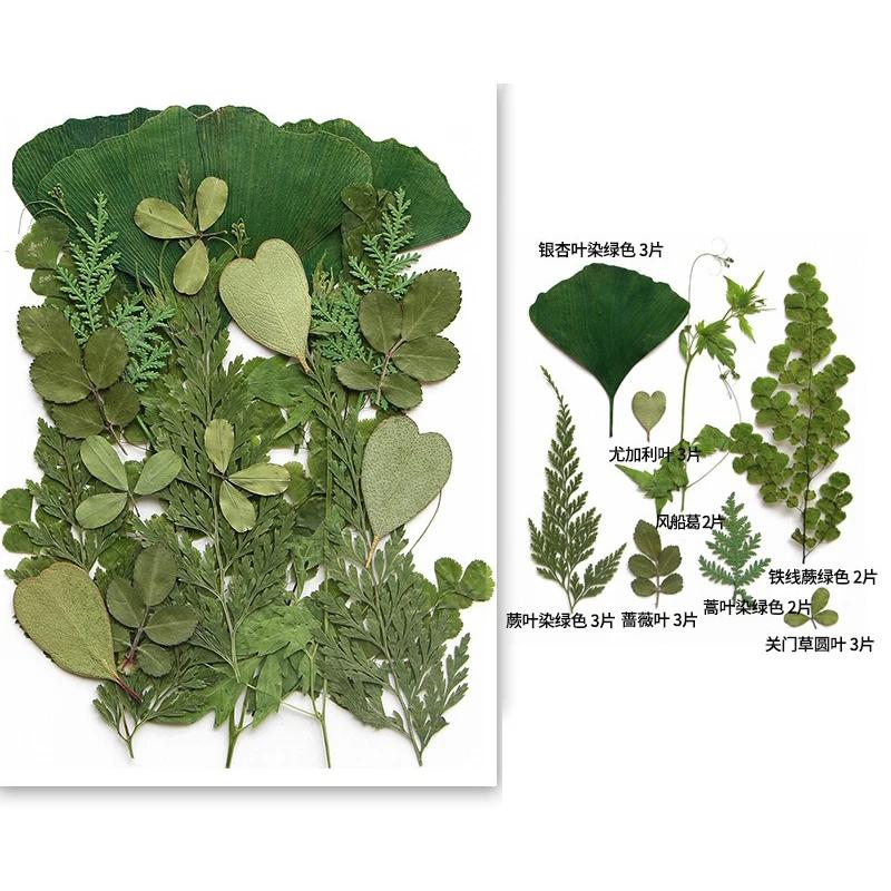 21PCS Set Dried Pressed Plants Leavse for Jewelry Resin Making Natural Green Leaves Flowers Material for DIY Supplies