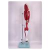 Rui Lv Human Limb Muscle & Nerve Anatomy Model