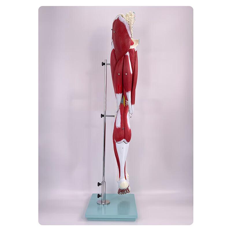 Rui Lv Human Limb Muscle & Nerve Anatomy Model