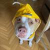 Dog Raincoat Hood Waterproof Reflective Strips for Small Medium Large Dog