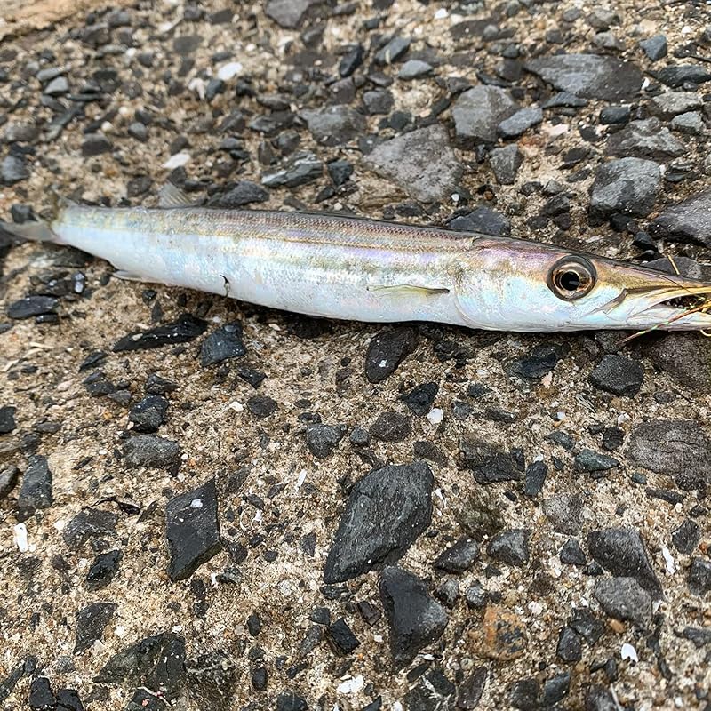 Hayabusa Barracuda Specialty Casting Sabiki 3-Hook Set (2-Pack) 8-3 HS421-8-3