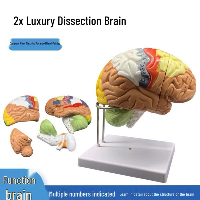Detachable Human Brain Vascular Anatomy Model with Cerebral Arteries and Nerves