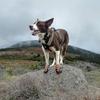 Dog Boots for Dogs Non-slip, Waterproof Dog Booties for Outdoor, Dog Shoes for Medium To Large Dogs with Rugged Sole