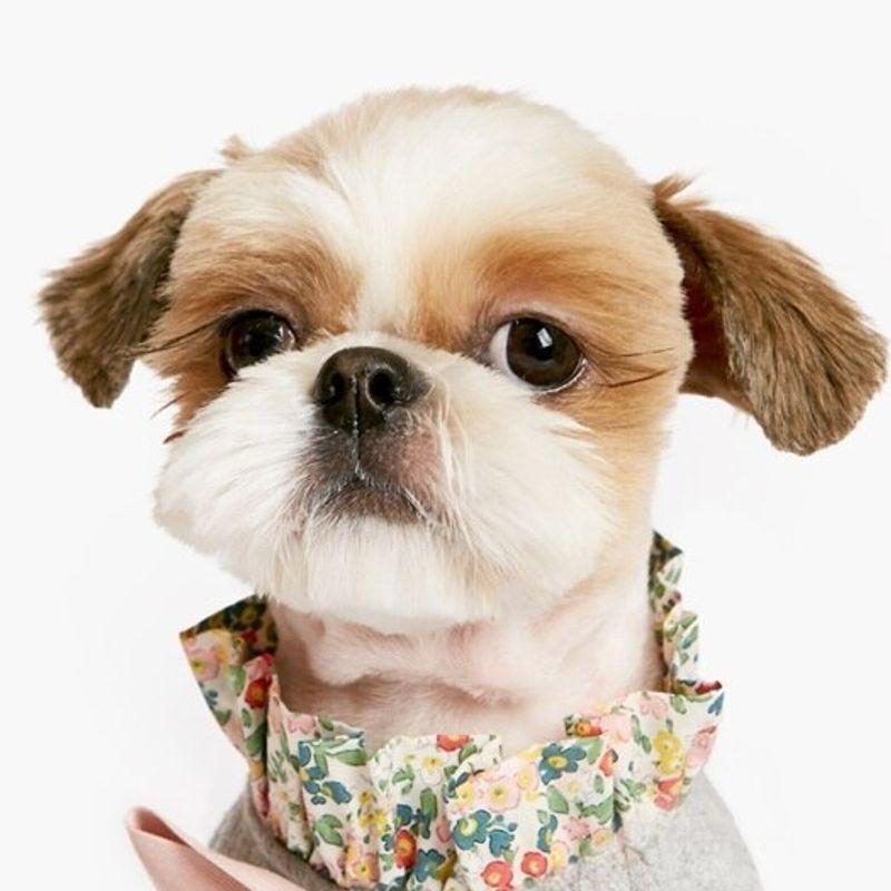 PET AROUND Floral T-Shirt Gray