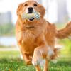 Quietschendes Hundespielzeug Gummiert Strukturierte Hantel Knochen Ball Hundekauspielzeug Zahnpflegespielzeug für aggressive Kauer Interaktives Apportierspiel