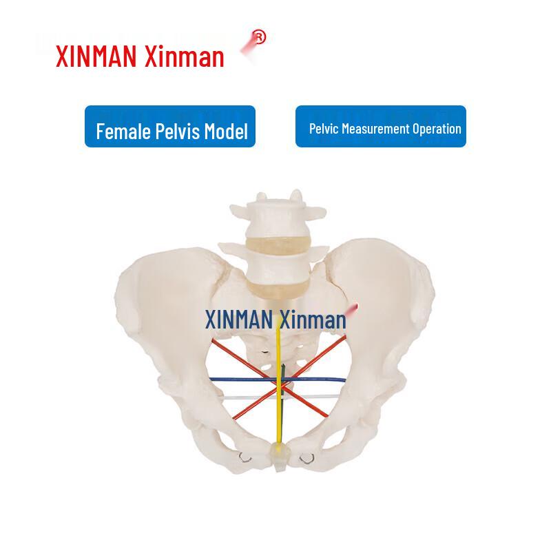 

Xinman Female Pelvis Measurement Model