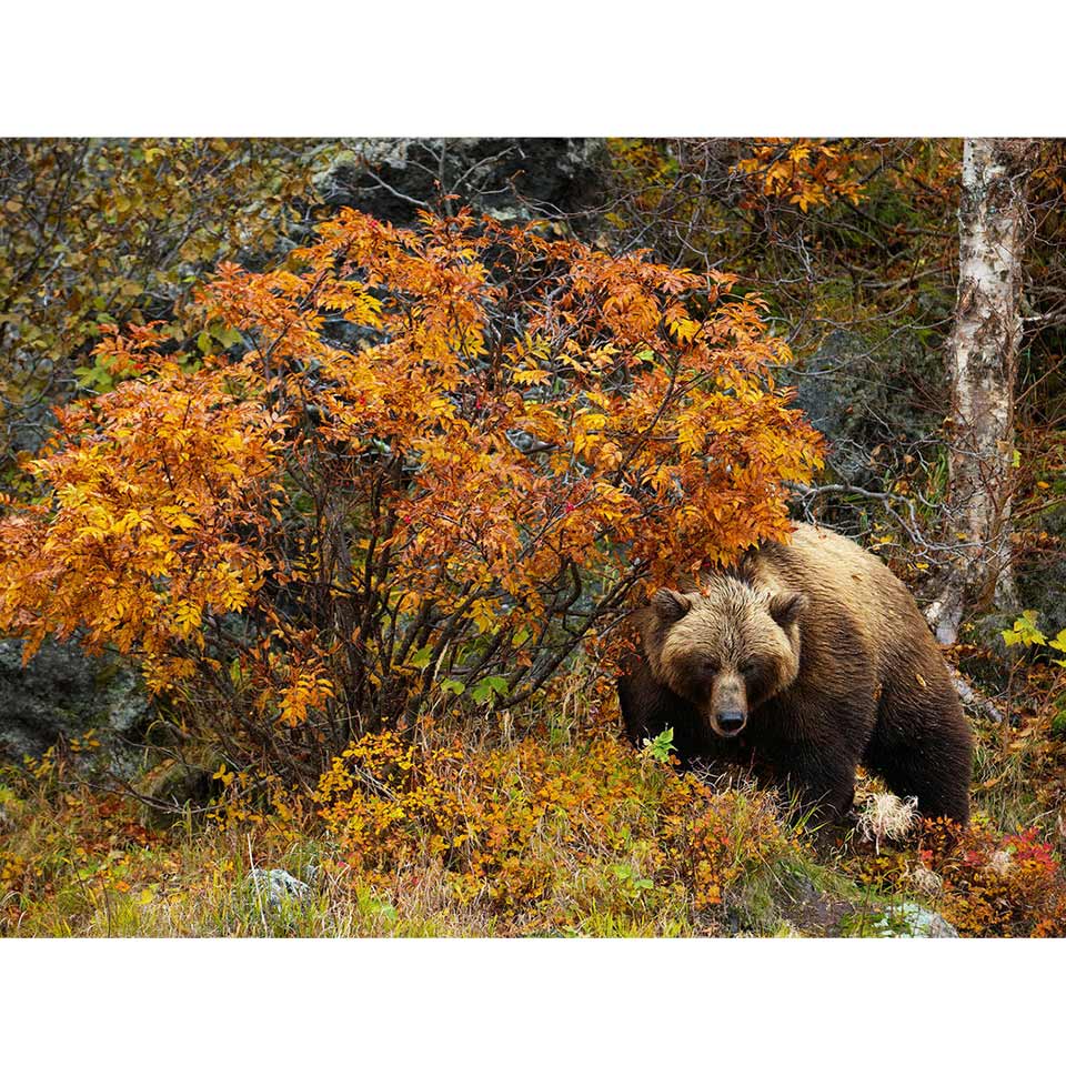 5D DIY Diamond Painting Bear Cross Stitch Kit Full Round Diamond Embroidery Animal Mosaic Rhinestones Picture Home Decor