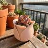 Unique Succulent Plant Basin Cute Green Onion Pots Modern Mini Rose Shape Pots  Indoor Plants