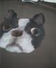GROUNDWORK Dog Sweatshirt / Charcoal