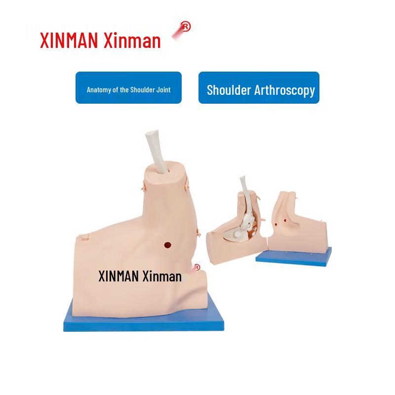 Модель суставной полости плечевого сустава и анатомии Xinman