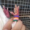 Păsări – Produse pentru antrenarea păsărilor