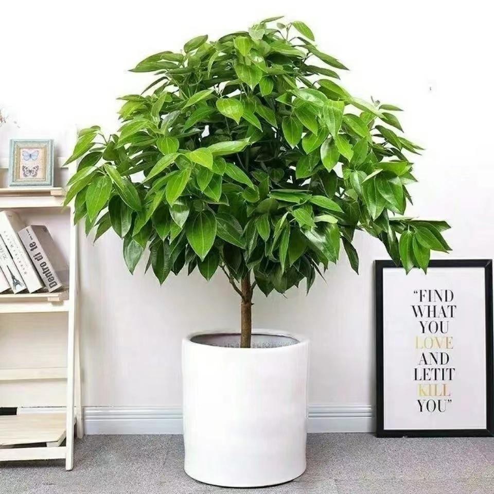 Peace Tree Indoor Potted Plant – Large Evergreen for Living Room, Happiness & Year-Round Greenery, Free Shipping.