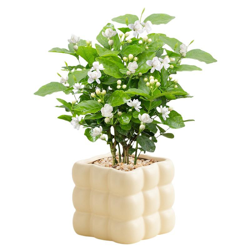 Nordic Style Cream Ceramic Succulent Pot for Phalaenopsis and Green Plants