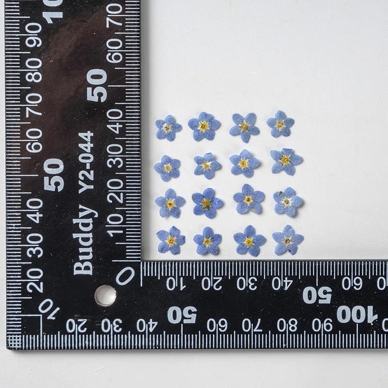 111Pcs Forget-Me-Not Flowers, Dried Flowers, Pressed Flowers, Handmade Photo Frames, Resin Ornaments, Bookmarks