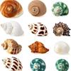 Mixed Spiral Sea Shell Beads 200/400/1000Pcs Natural Assorted Craft Beads for DIY Jewelry Making Fish Tank Decor