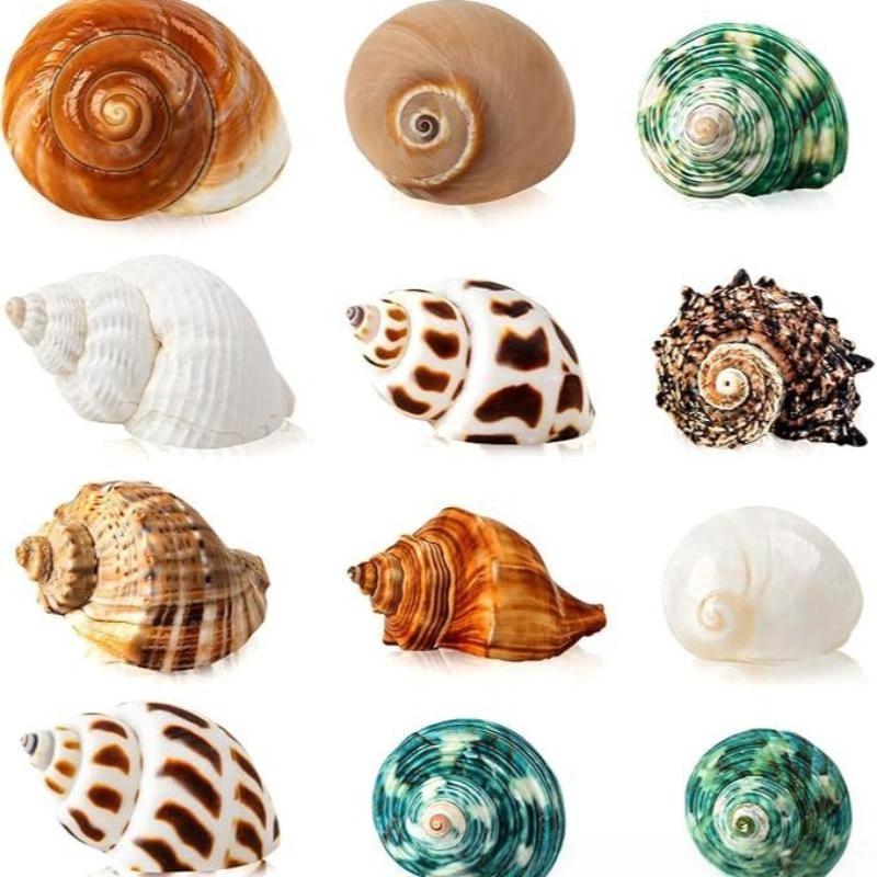 Mixed Spiral Sea Shell Beads 200/400/1000Pcs Natural Assorted Craft Beads for DIY Jewelry Making Fish Tank Decor