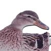 Resin Garden Statue Animals Stake Balcony Duck Farm