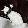 Katzenbad Fixier- und verstellbares Seil Reinigungs-Spezial-Saugnapfband für langlebige und stoppsichere Bewegung von Katzen und Hunden