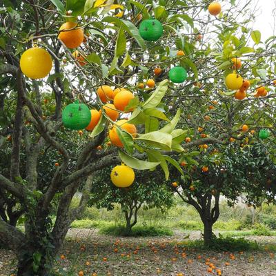 Sticky Fruit Fly Trapping Ball Sticky Fly Catching Ball Sticky Glue Fly Gnat Mosquito Flying Insect Trapping Ball Trap