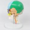Colored 7-Section Cervical Spine and Skull Model for Orthopedic Teaching