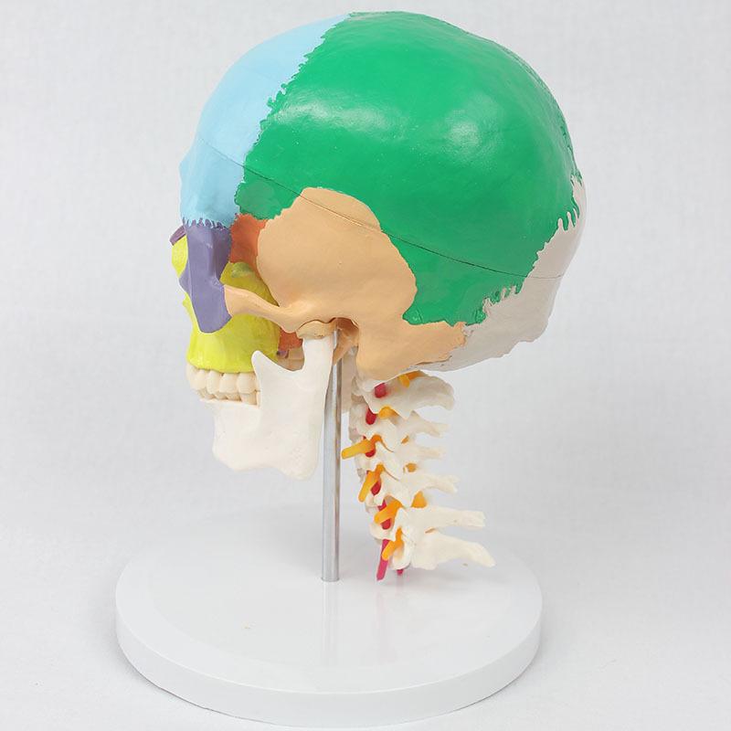 Colored 7-Section Cervical Spine and Skull Model for Orthopedic Teaching