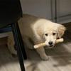 Safe Durable Dog Toys Coffee Wood Chew Toy, Wooden Puppy Teething Natural Toy Stick, Dental Health for Small Medium Large Dogs