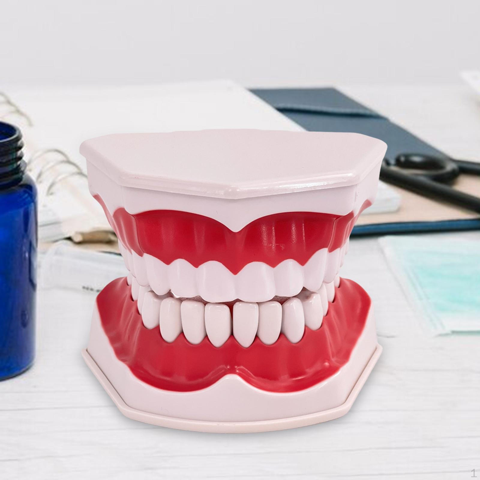 

Модель зуба Взрослые Чистый Дисплей Обучение Стандарт Демонстрация Fixed