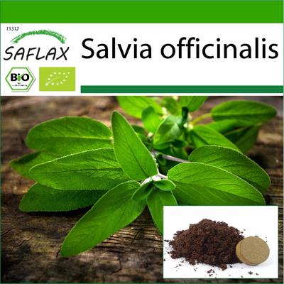 Biologisch – Salbei – 60 Samen – Mit Blumenerde für eine bessere Anzucht – Salvia officinalis