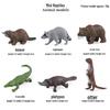 Realistic Animal Heart Model Toy: Lemur, Raccoon, Orangutan, Baboon