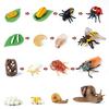 for Frog Animal Life Cycle Model Desktop Decoration Educational Development Toys Realistic Appearance Stimulate Interest